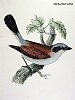 The Red-backed Shrike, BirdCheck.co.uk