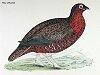 The Red Grouse , BirdCheck.co.uk