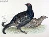 The Black Grouse , BirdCheck.co.uk