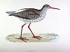 The Redshank , BirdCheck.co.uk