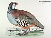The Red-legged Partridge, BirdCheck.co.uk