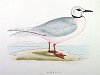 The Ross's Gull , BirdCheck.co.uk