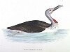 The Red-throated Diver , BirdCheck.co.uk