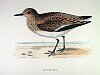 The Sanderling, BirdCheck.co.uk