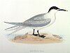 The Sandwich Tern , BirdCheck.co.uk