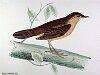 The Savi's Warbler , BirdCheck.co.uk