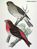 The Scarlet Bullfinch, BirdCheck.co.uk