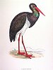 The Black Stork , BirdCheck.co.uk