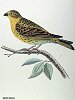 The Serin Finch, BirdCheck.co.uk