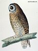 The Short Eared Owl, BirdCheck.co.uk