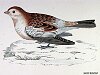 The Snow Bunting, BirdCheck.co.uk