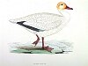 The Snow Goose, BirdCheck.co.uk