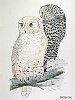 The Snowy Owl, BirdCheck.co.uk