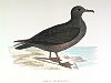 The Sooty Shearwater, BirdCheck.co.uk