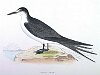 The Sooty Tern, BirdCheck.co.uk