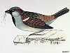The Sparrow, BirdCheck.co.uk