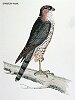 The Sparrow Hawk, BirdCheck.co.uk
