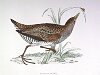 The Spotted Crake, BirdCheck.co.uk