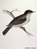 The Spotted Flycatcher, BirdCheck.co.uk