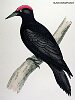 The Black Woodpecker, BirdCheck.co.uk