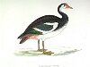 The Spur-winged Goose , BirdCheck.co.uk
