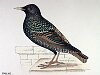 The Starling , BirdCheck.co.uk