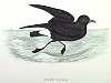 The Stormy Petrel , BirdCheck.co.uk