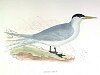 The Swift Tern, BirdCheck.co.uk