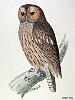 The Tawny Owl, BirdCheck.co.uk