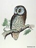 The Tengmalm Owl, BirdCheck.co.uk