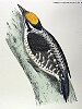 The Three-toed Woodpecker , BirdCheck.co.uk