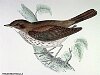 The Thrush Nightingale , BirdCheck.co.uk