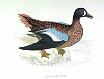 The Blue-winged Teal , BirdCheck.co.uk
