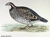 The Virginian Partridge, BirdCheck.co.uk
