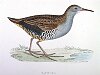 The Water Rail , BirdCheck.co.uk