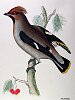 The Waxwing , BirdCheck.co.uk