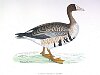 The White Fronted Goose, BirdCheck.co.uk