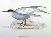 The Whiskered Tern , BirdCheck.co.uk