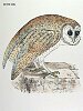 The Barn Owl, BirdCheck.co.uk
