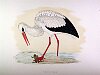 The White Stork, BirdCheck.co.uk