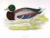 The Wild Duck, BirdCheck.co.uk
