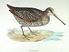 The Woodcock , BirdCheck.co.uk