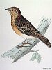 The Wood-lark , BirdCheck.co.uk