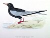 The White-winged Black Tern , BirdCheck.co.uk