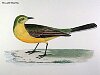 The Yellow Wagtail , BirdCheck.co.uk