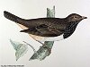 The Black-throated Thrush , BirdCheck.co.uk
