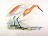 The Buff-Backed Heron , BirdCheck.co.uk
