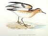 The Buff-breasted Sandpiper, BirdCheck.co.uk