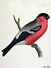 The Bullfinch, BirdCheck.co.uk