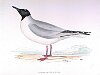 The Buonaparte's Gull, BirdCheck.co.uk